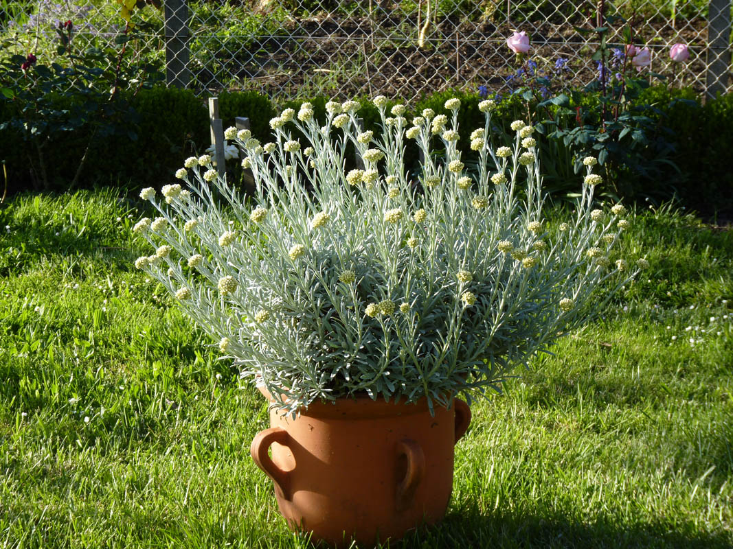 Helichrysum orientale photo